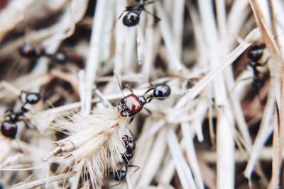 Close-up of ant in dried outdoors 