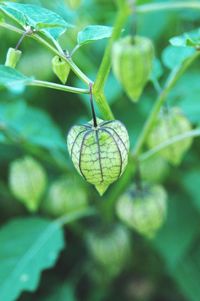 Close-up of fruit growing on tree