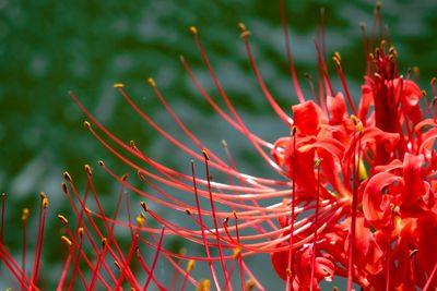 Close-up of red flowering plants