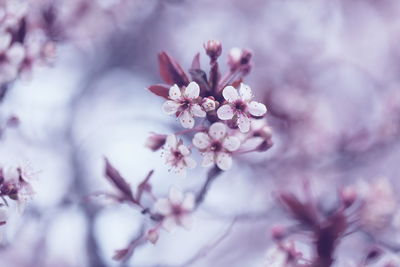 Close-up of pink cherry blossoms