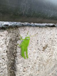 Close-up of insect on leaf