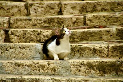 Cat sitting on retaining wall