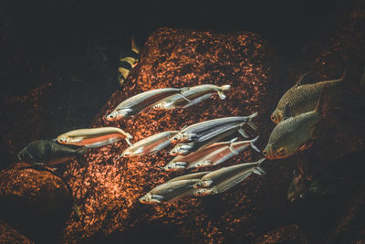 Close-up of fish on rock