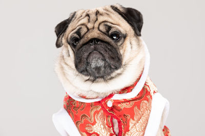 Close-up portrait of dog against white background