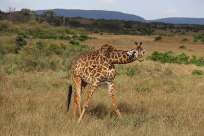 Giraffe standing on field