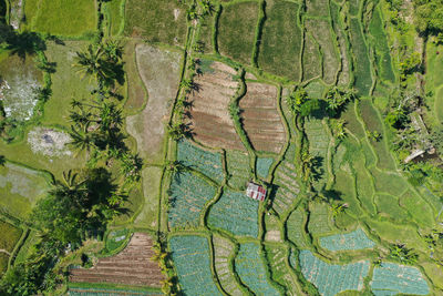 High angle view of agricultural field