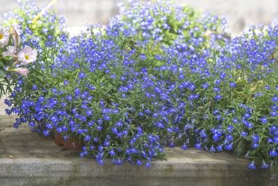 Close-up of purple flowering plants