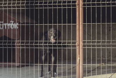 Portrait of dog barking in cage