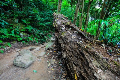 Close-up of tree stump in forest