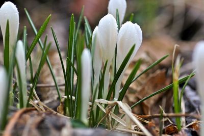 Close-up of white flowers