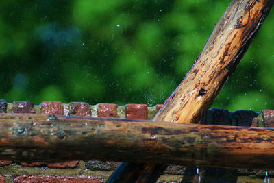 Close-up of lizard on tree trunk