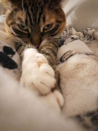 Close-up of a cat resting on bed