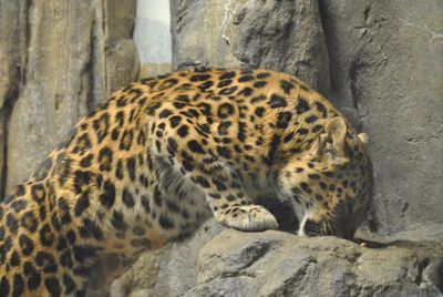 Close-up of tiger in zoo