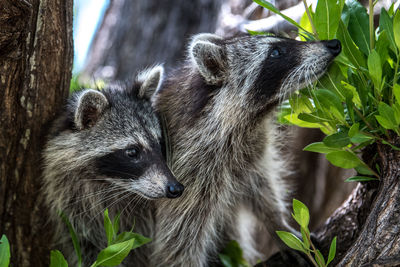 Close-up of raccoons on tree trunk