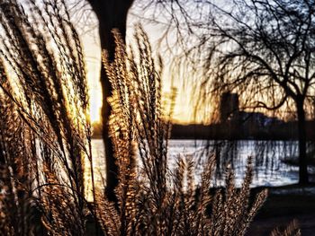 Close-up of plants growing on field against sky during sunset