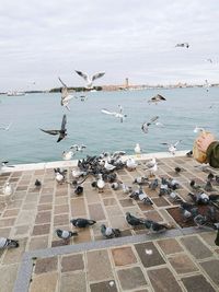 Seagulls flying over sea against sky