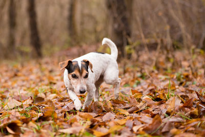 Dog on field during autumn