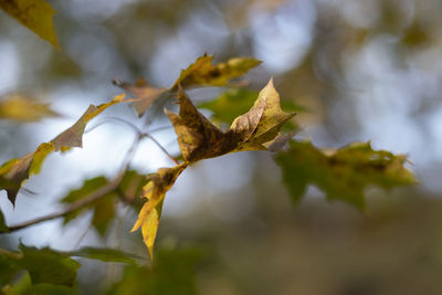 Close-up of dried leaves on branch