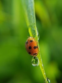 Close-up of ladybug on leaf