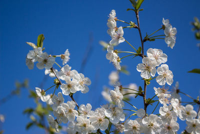 Low angle view of cherry blossoms against blue sky