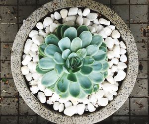 High angle view of white container on table with succulent 