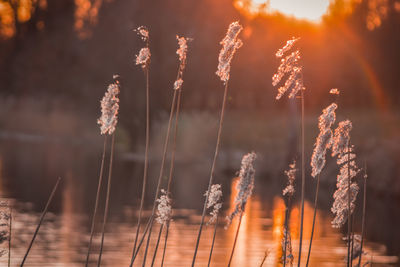 Close-up of stalks against orange sky