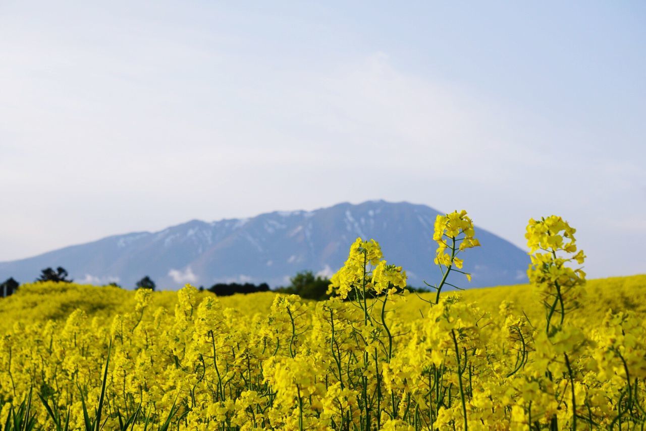 yellow, mountain, beauty in nature, landscape, flower, tranquil scene, scenics, growth, nature, tranquility, agriculture, rural scene, field, mountain range, sky, freshness, plant, farm, oilseed rape, crop