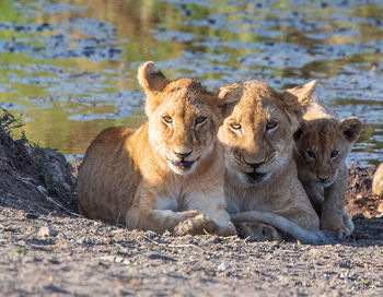 Lion relaxing in a field