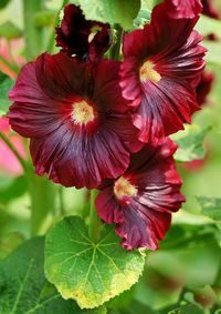 Close-up of red hibiscus