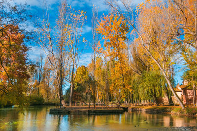 Trees by lake during autumn