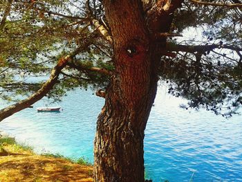 Trees in a lake