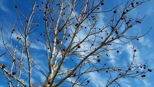 Low angle view of bare tree against blue sky