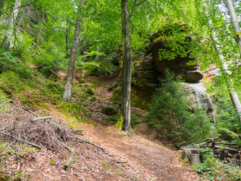 Scenic view of forest