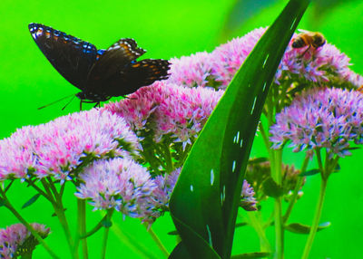 Close-up of butterfly pollinating on pink flower