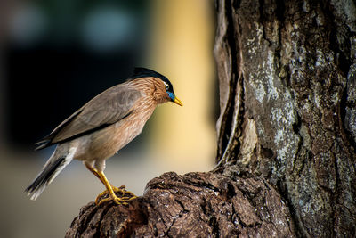 Brahminy myna seated on a tree