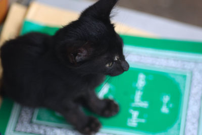 Close-up of black cat
