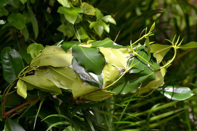 Close-up of fresh green leaves