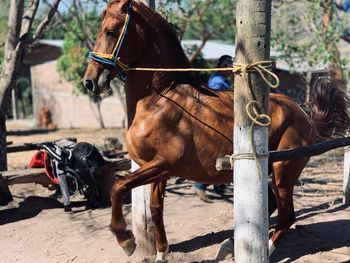 Horses in ranch