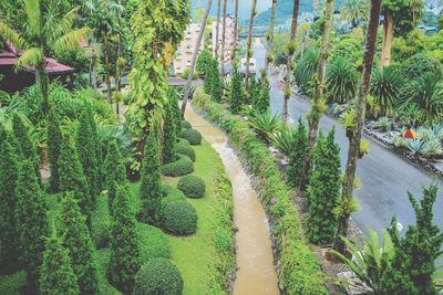 Panoramic view of palm trees on footpath