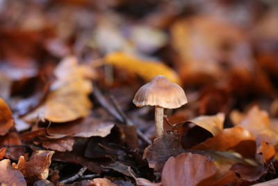 Close-up of mushroom growing on ground