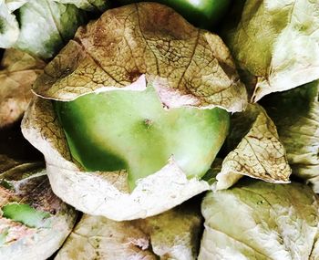 Close-up of fresh green plant