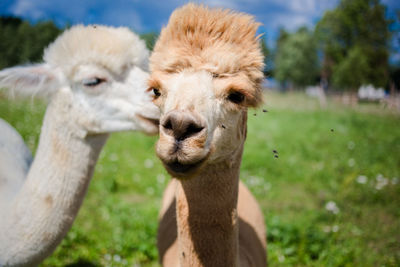 Close-up of llamas on grassy field