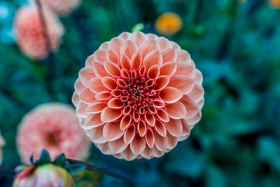 Close-up of pink dahlia flower