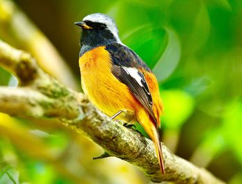 Close-up of bird perching on branch