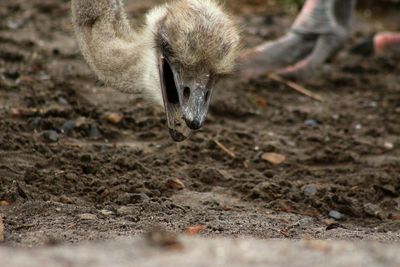 Close-up of ostrich on field