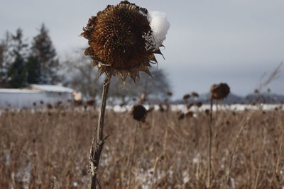 Close-up of wilted flower on field against sky