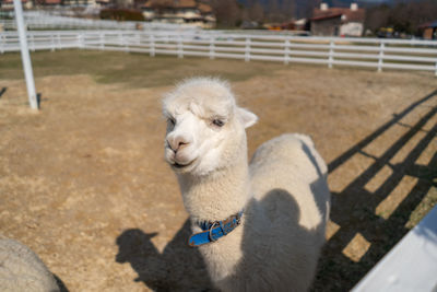 High angle view of sheep on fence