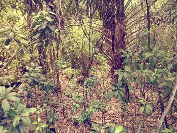 Plants and trees in forest