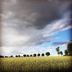 Scenic view of agricultural field against sky