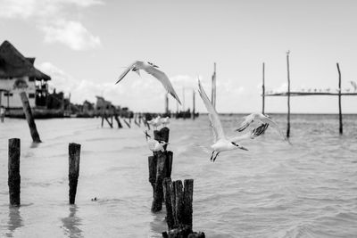 Seagull flying in the coast.